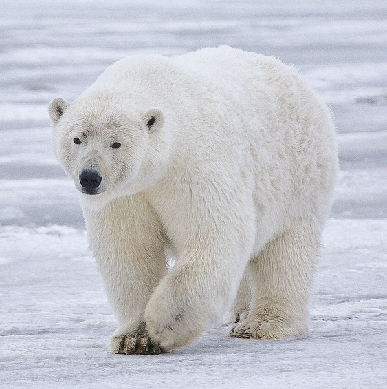 Boat operator fined over $5K for waking sleeping polar bear
