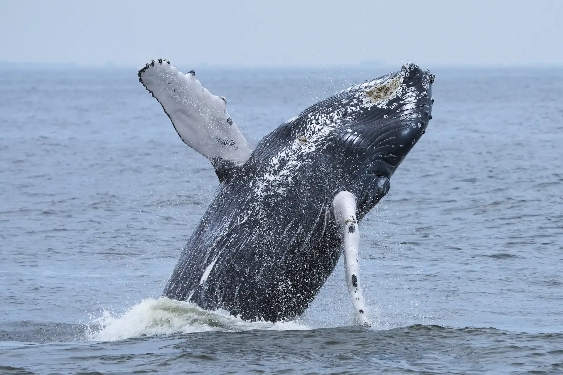 Majestic humpback whale leaps through NYC waters — marking 500th recorded in area since 2012: ‘Inspiring’