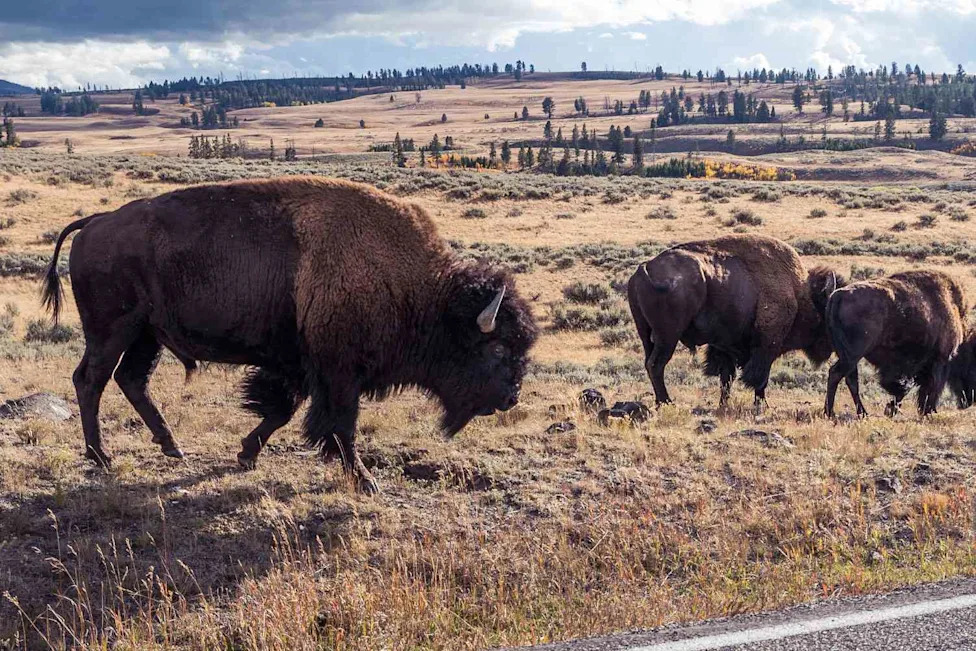 Terrifying encounter between child and rampaging bison in Yellowstone National Park