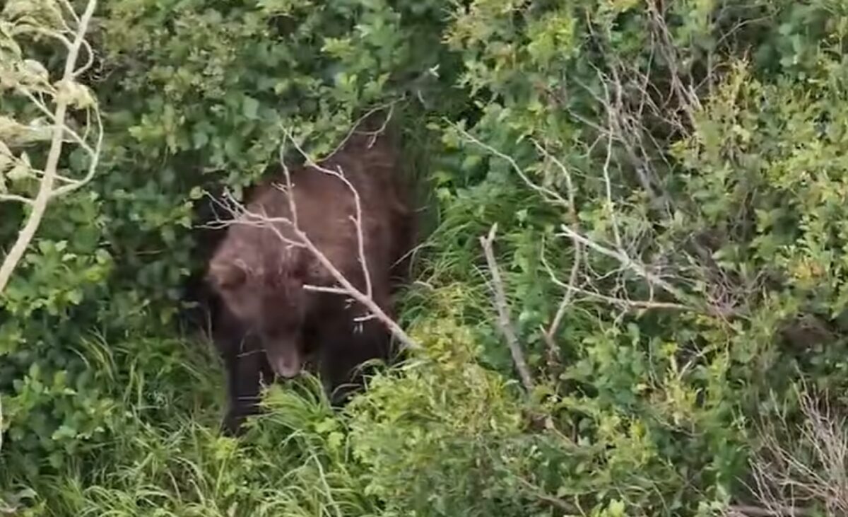 Alaska runner hospitalized after using bear spray to fight off brown bear on trail