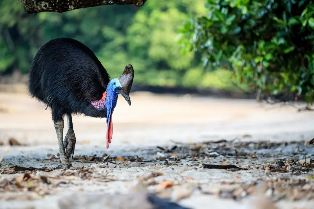 Man kept ‘world’s most dangerous bird’ as pet that killed him in gruesome fashion