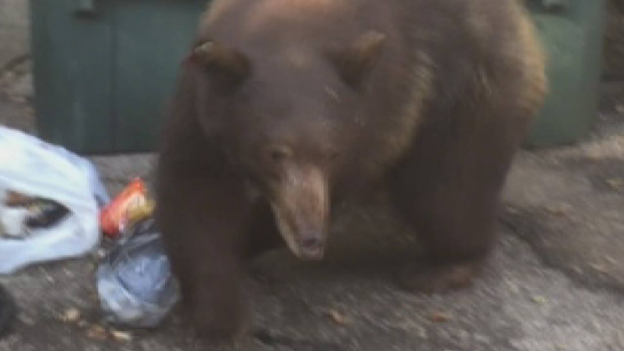 A black bear on a major roadway or commercial area during daytime.