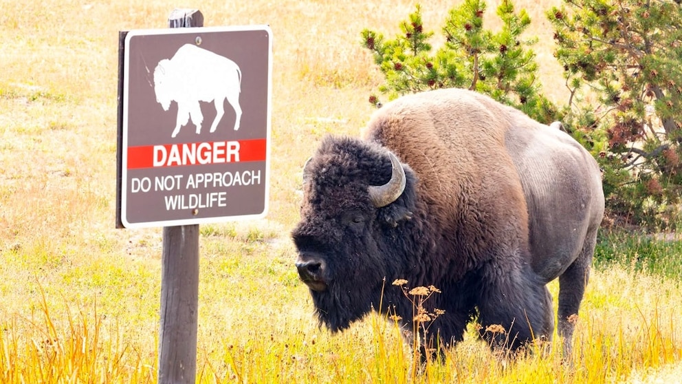 Terrifying encounter between child and rampaging bison in Yellowstone National Park