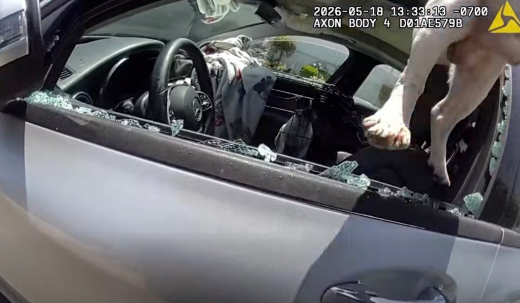 Dramatic moment cops save 5 dogs nearly cooked alive in hot car