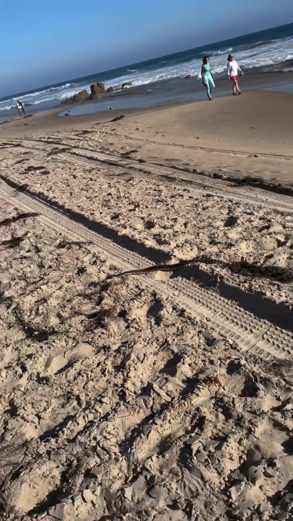 Deadly rattlesnake found in startling new location — as witness releases video