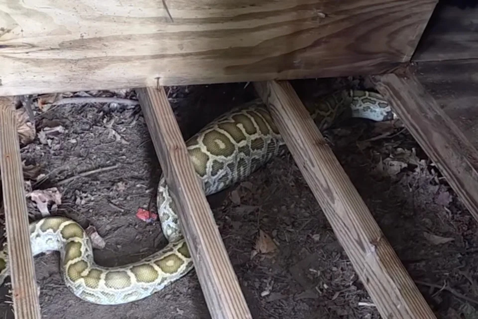 Massive python with swollen belly found under NJ family’s shed — with X-ray revealing its last meal