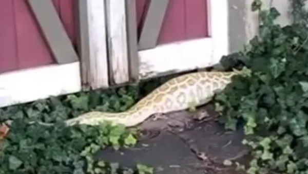 Animal control rescuing the Burmese python from beneath the shed