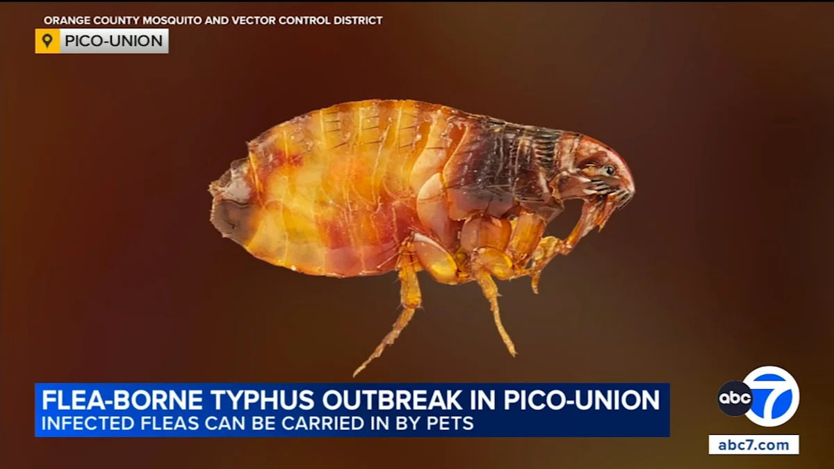 Health officer warning residents about flea-borne typhus outbreak