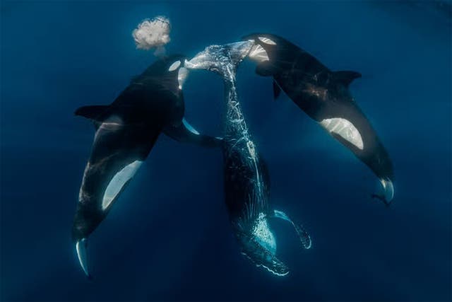 Heartbreaking photos show world's oldest Iberian orca with suspected gunshot wounds
