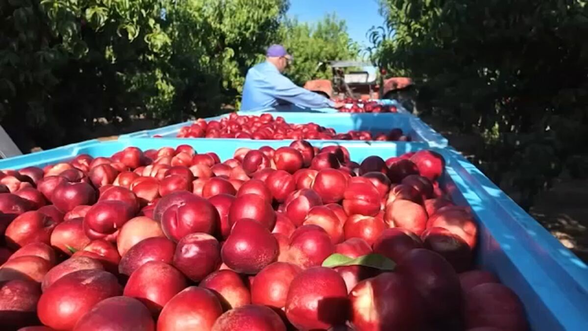 California farmer who sparked frenzied crowds with free nectarine stunt ordered to destroy fruit trees