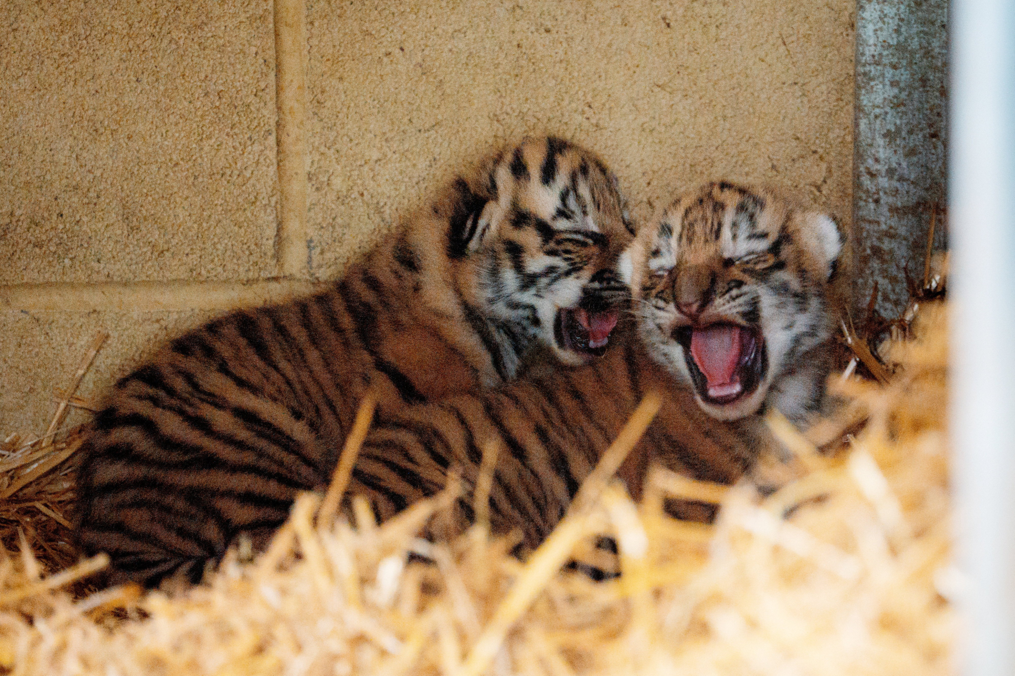 Amy Waller, Team Manager of Safari, discussing the newborn cubs at Longleat