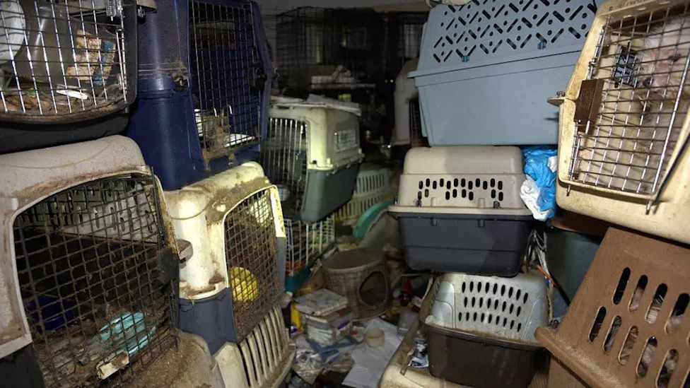 Hoarder mail carrier trapped over 100 cats, dogs stolen from her route in feces-filled Florida house of horrors