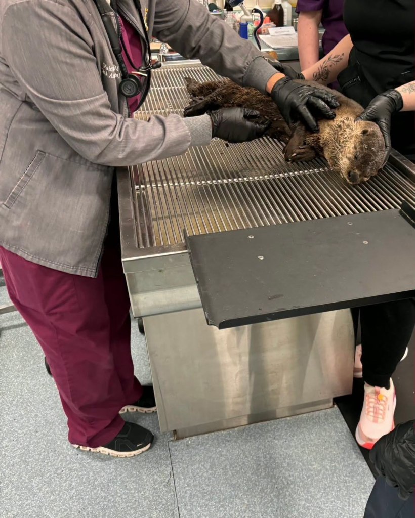 Heartless driver flees after hitting river otter in Bay Area
