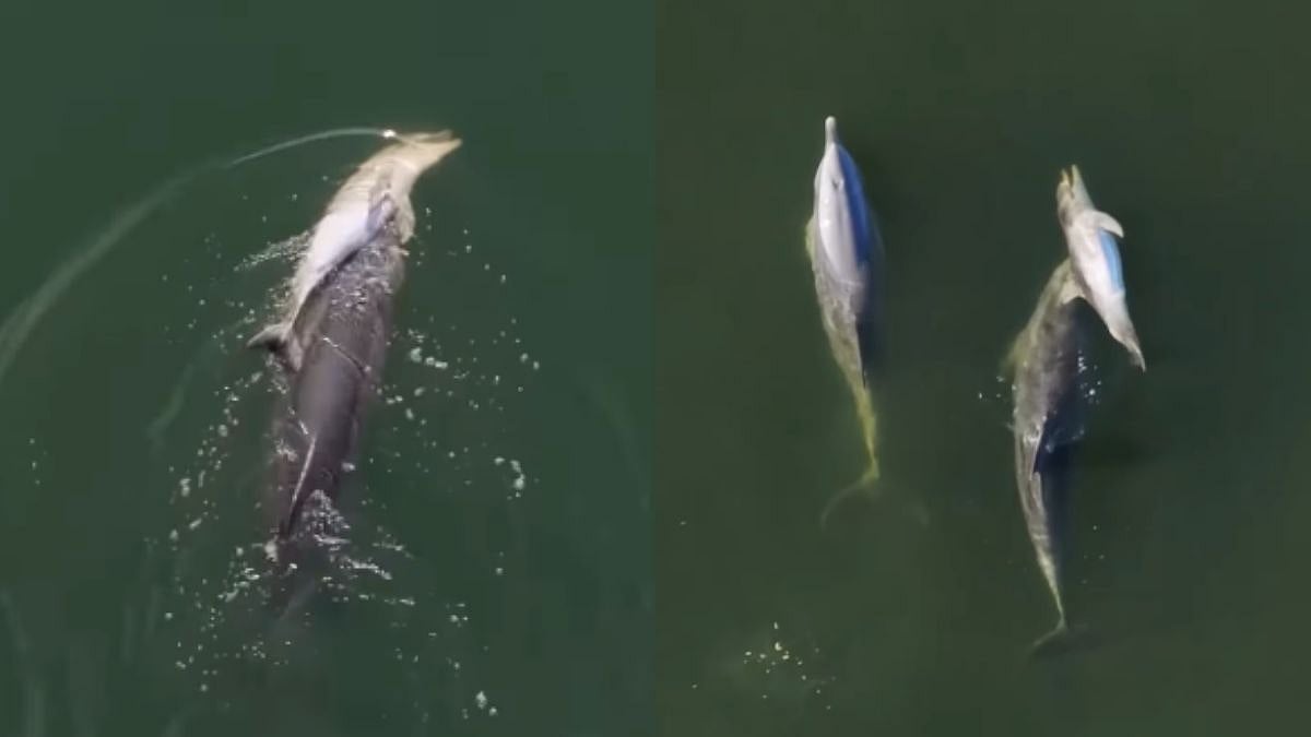 Currently capturing hearts is a video of a dolphin named Fraggle, who was recently captured carrying her deceased calf through the Indian Ocean.