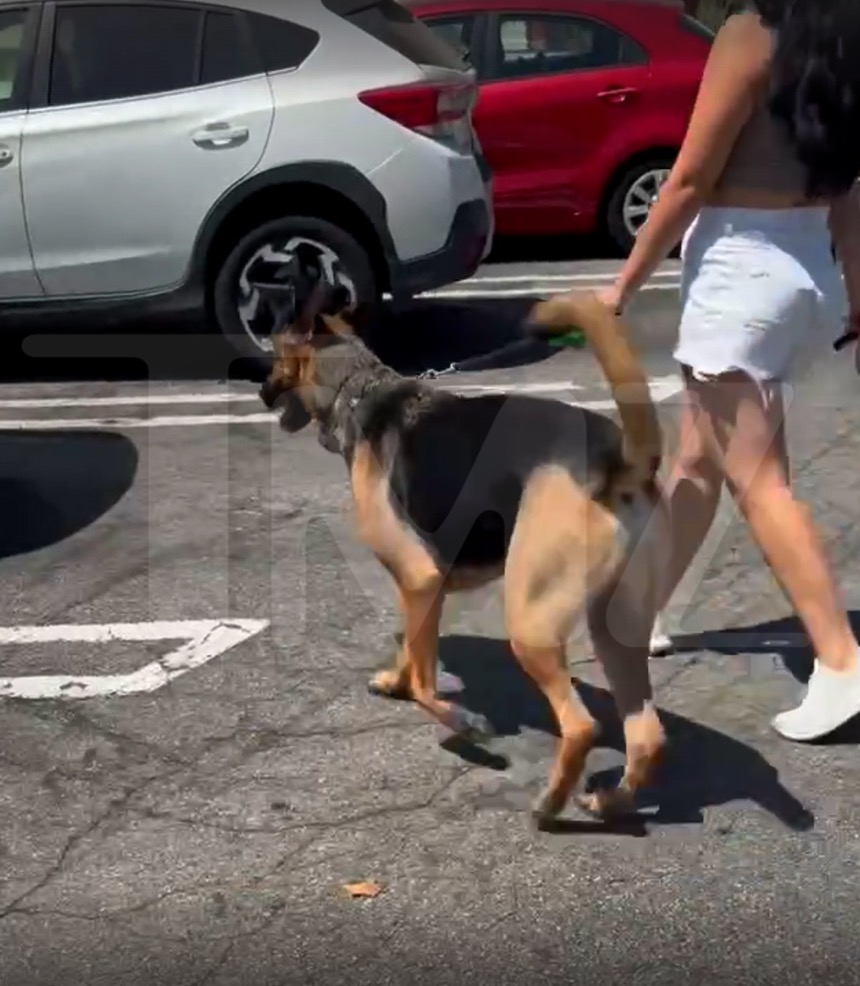 Woman rages at dog owner walking pet on hot SoCal parking lot amid scorching heatwave: ‘This is animal abuse!’