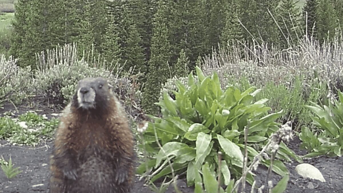 Yellow-bellied marmots in their Colorado Rockies habitat