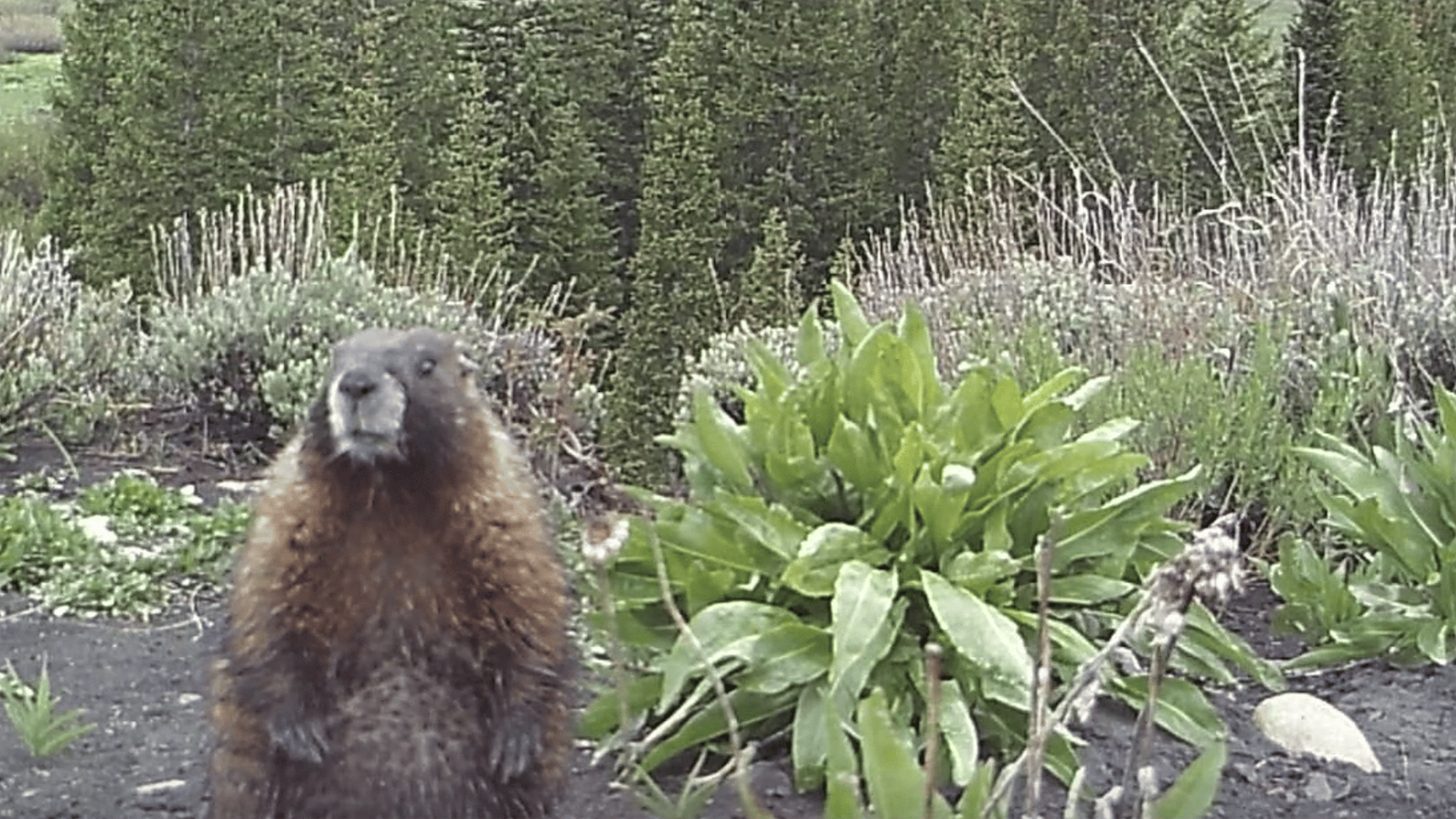 Yellow-bellied marmots in their Colorado Rockies habitat
