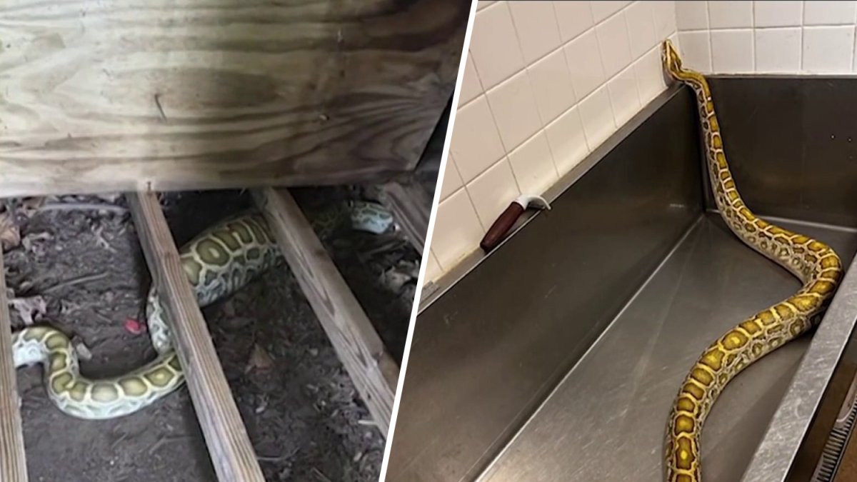 Scott Crawford, animal control officer who removed the python