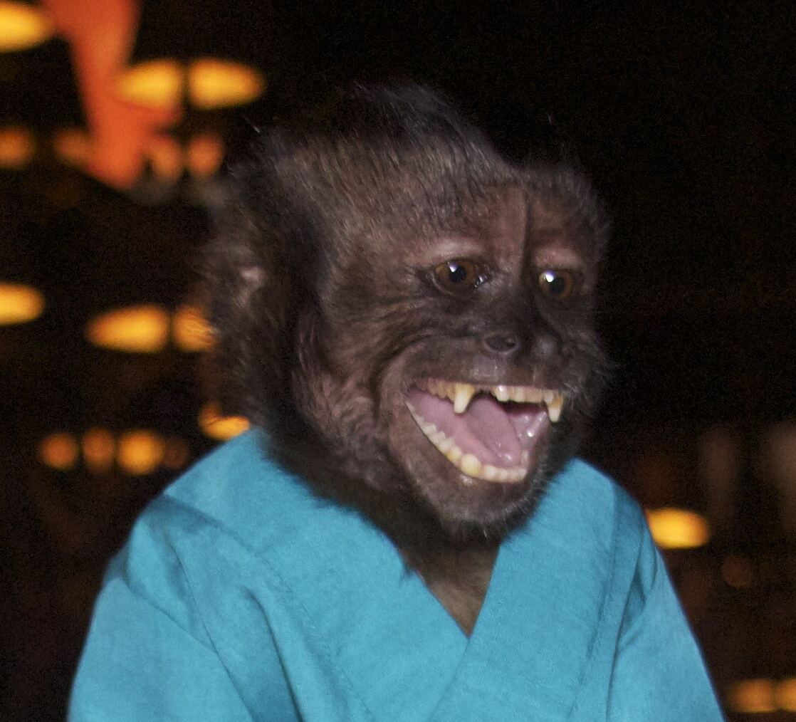 Night at the Museum star Crystal the Monkey still alive living crazy life at 32-years-old
