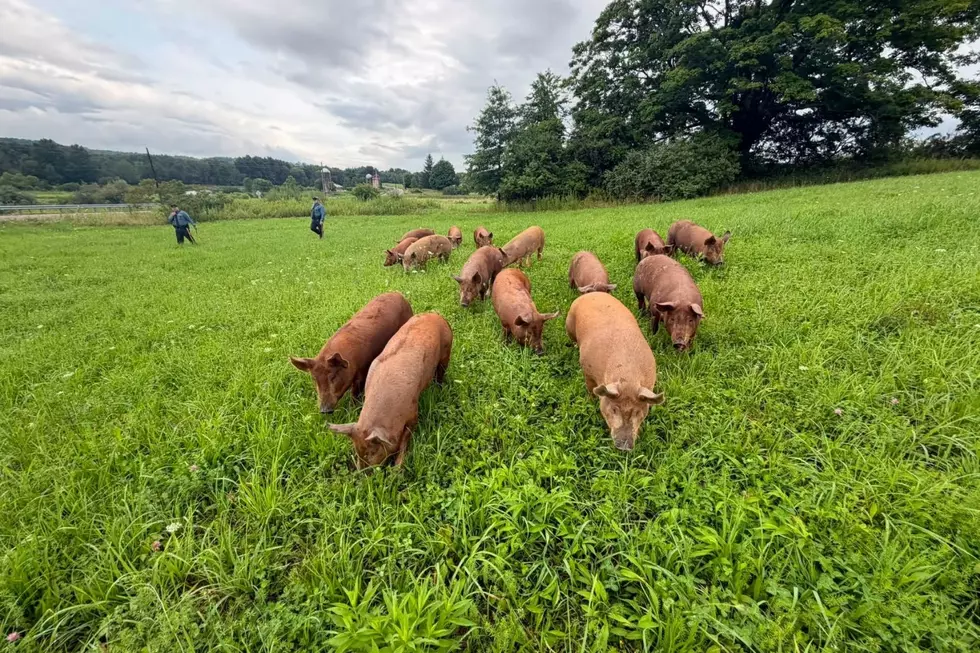 Escaped pigs being guided back toward their property by responders.