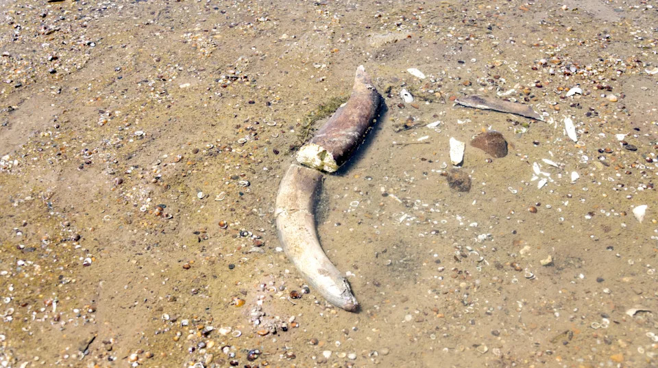Locals and tourists near exposed wrecks as the Danube drought continues.