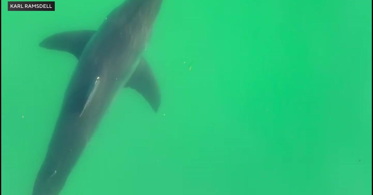 Daryen Granata, Scarborough Marine Resource Officer investigating shark sightings