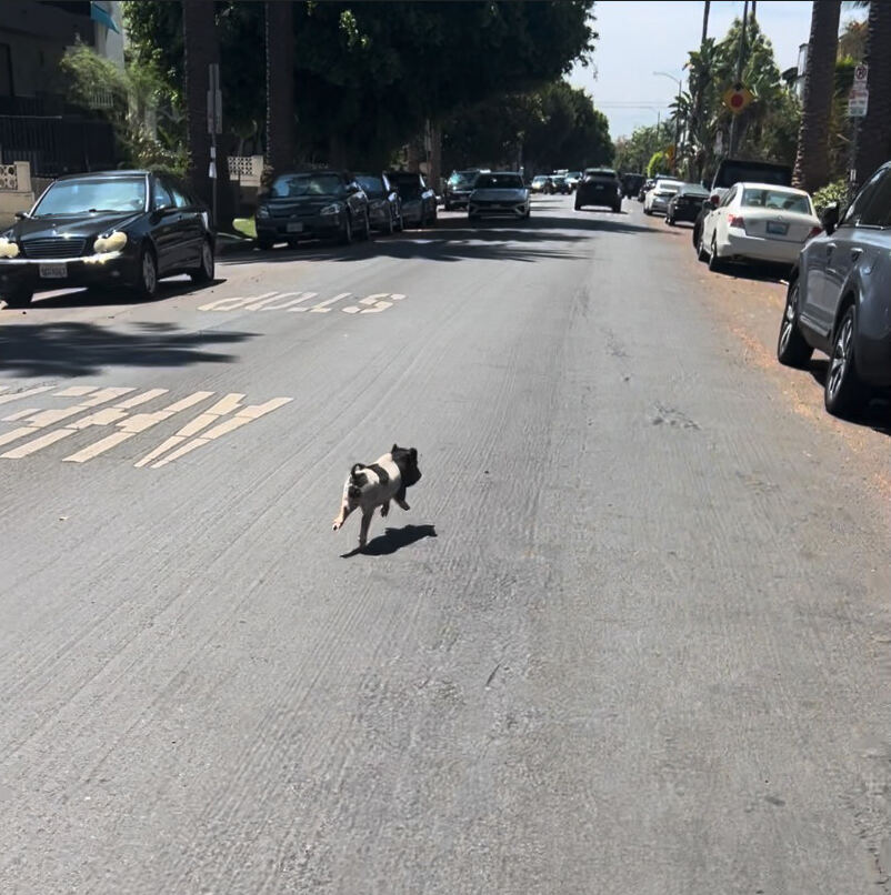 A-list songwriter adopts runaway West Hollywood piglet ‘Wilbur’