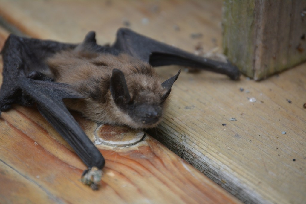 New York homes plagued by bats as pest control calls surge this summer