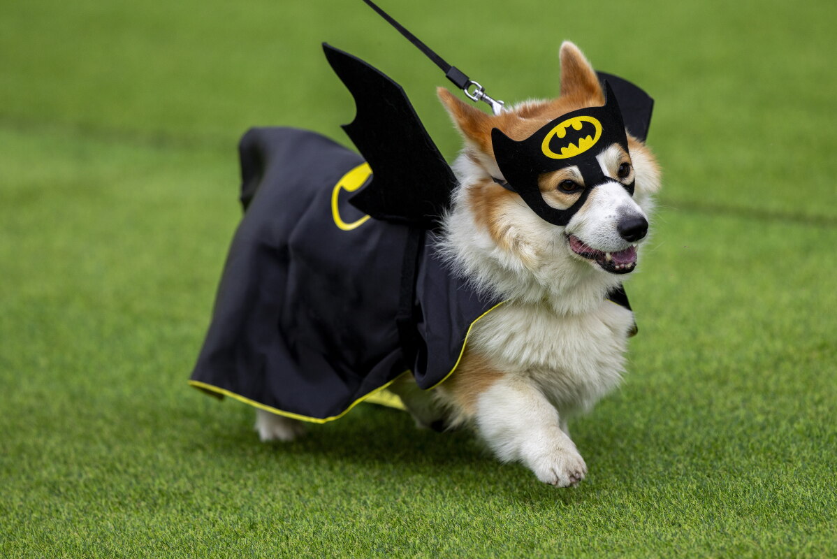 Global corgis gather for cutest costume contest and annual high-speed race