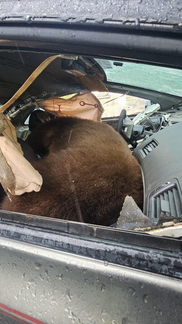 Black bear found dead after spending days trying to escape locked car