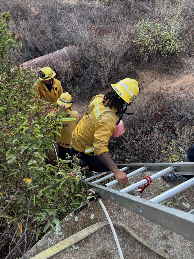 Mother bear and three cubs found trapped in bizarre spot in California