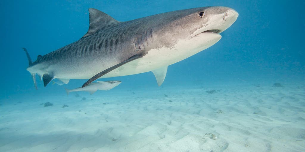 12-foot ‘Sharkzilla’ lurking in NY waters — and her massive bite marks have triggered wild mutant theories