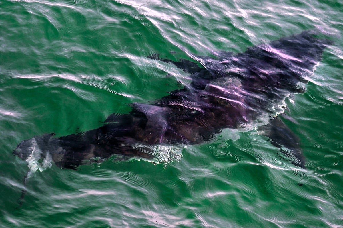 Horrifying cause of death revealed for California triathlete dragged out to sea in shark attack