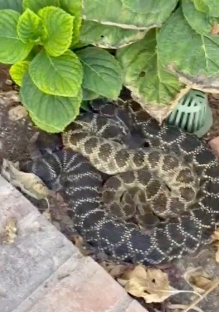 SoCal woman attacked by rattlesnake along with her beloved cat — giving her horrific reaction