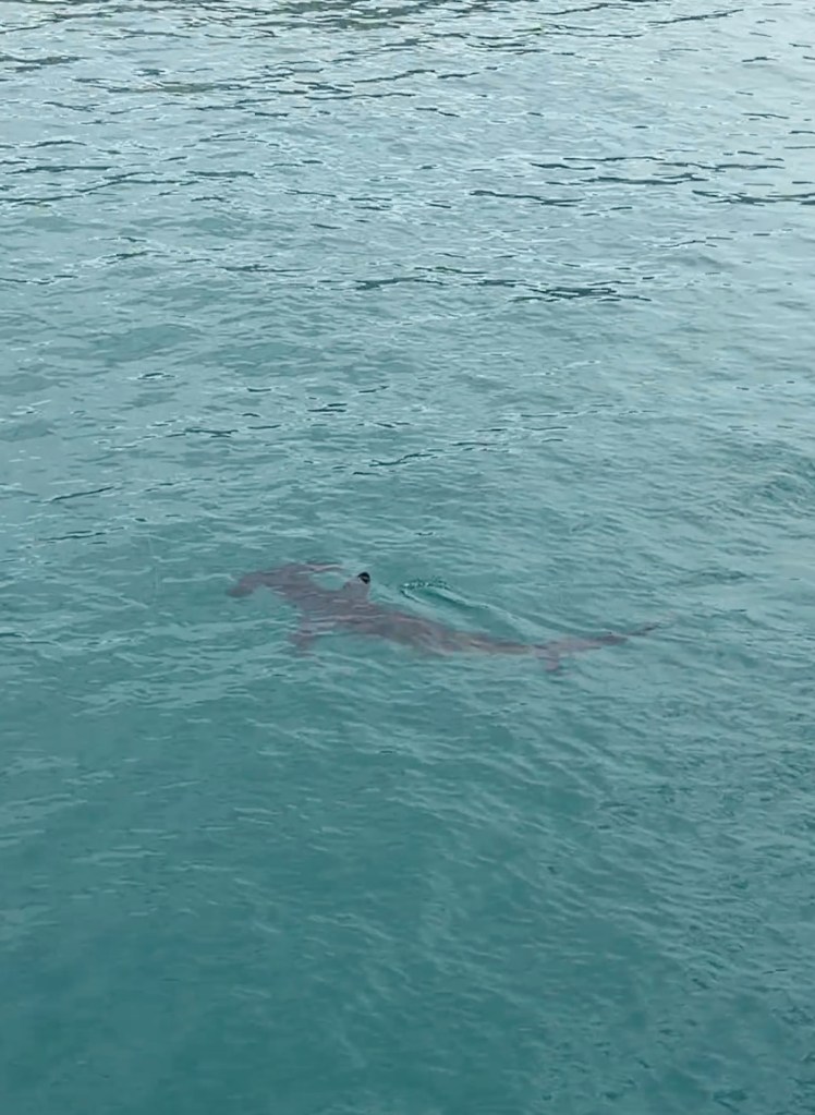 Bone-chilling video captures rare hammerhead shark sighting at Malibu Pier