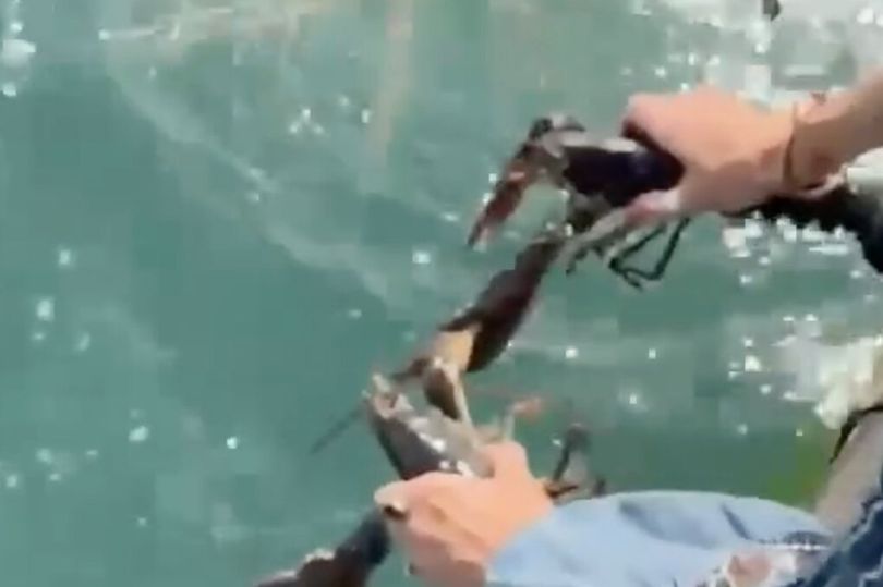 Noel Edmonds and wife called out after buying live lobsters from shop and releasing them into sea