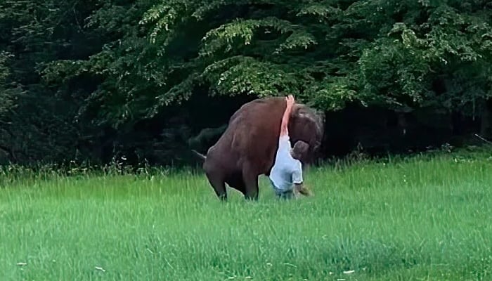 Nature photographer Grzegorz Ryński who documented the bison attack in Poland