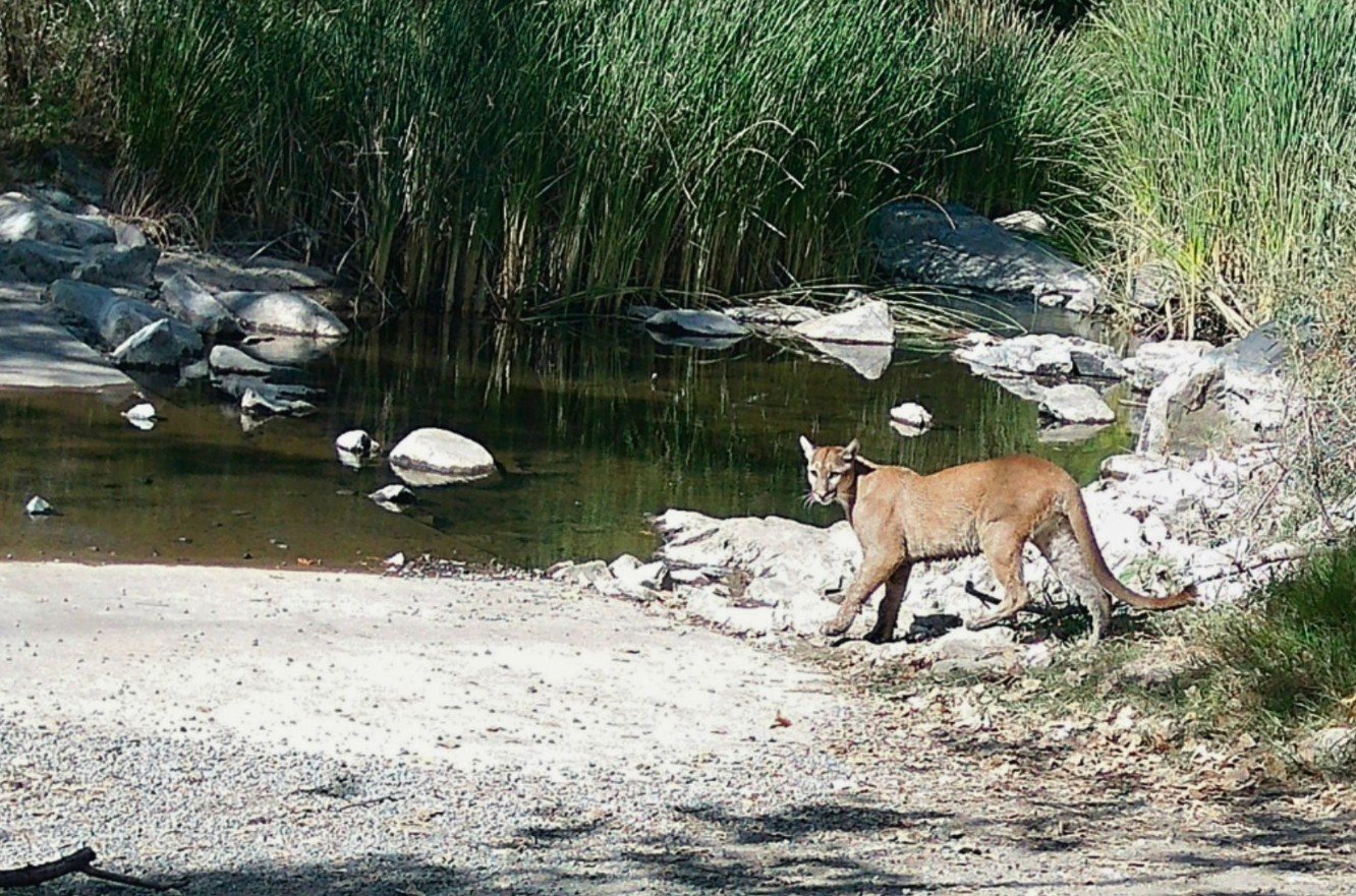 Gabe Yanez, hiker who encountered mountain lion