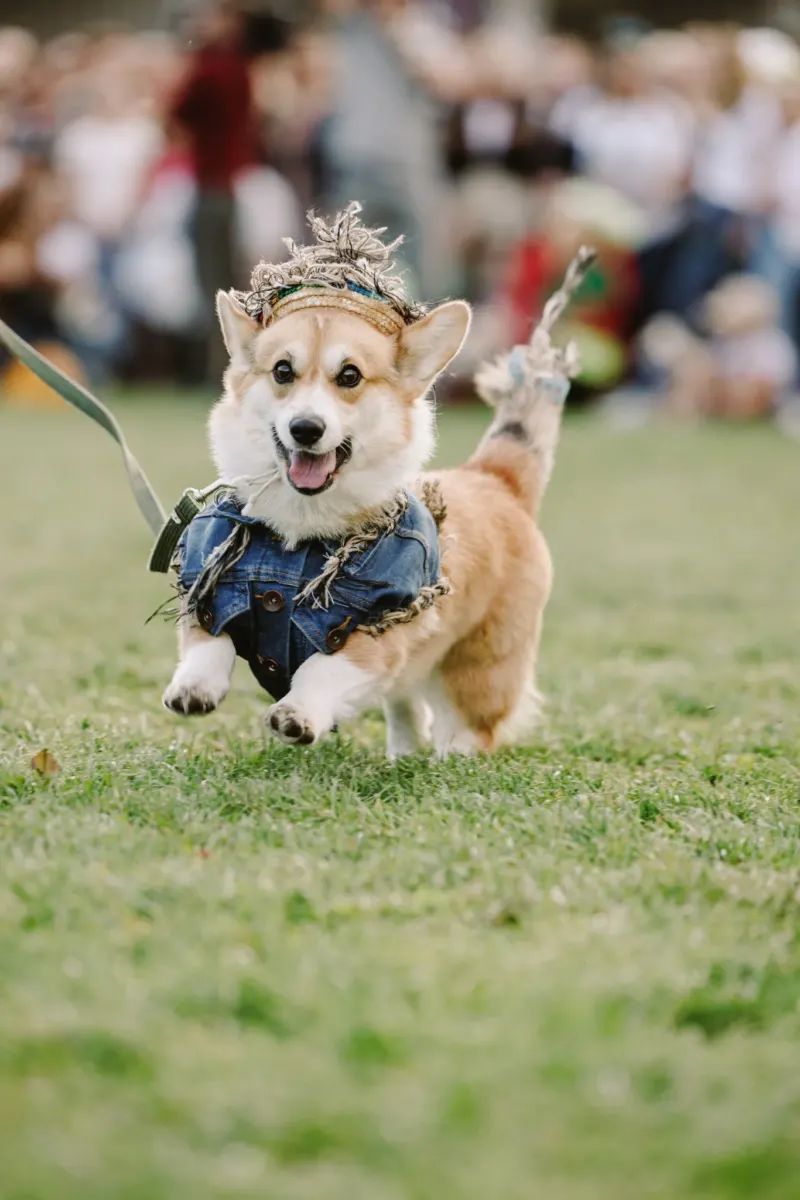 Global corgis gather for cutest costume contest and annual high-speed race