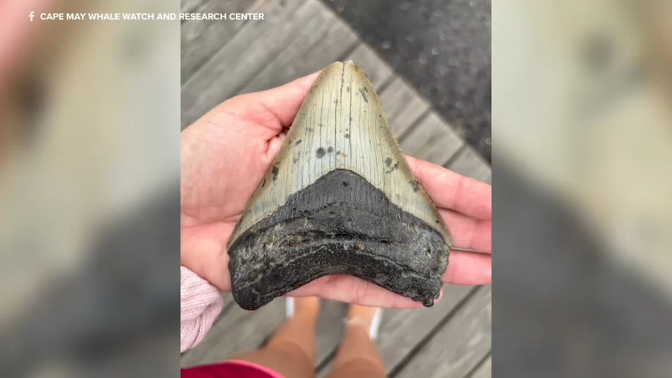 Massive Megalodon tooth found by 11-year-old boy on holiday