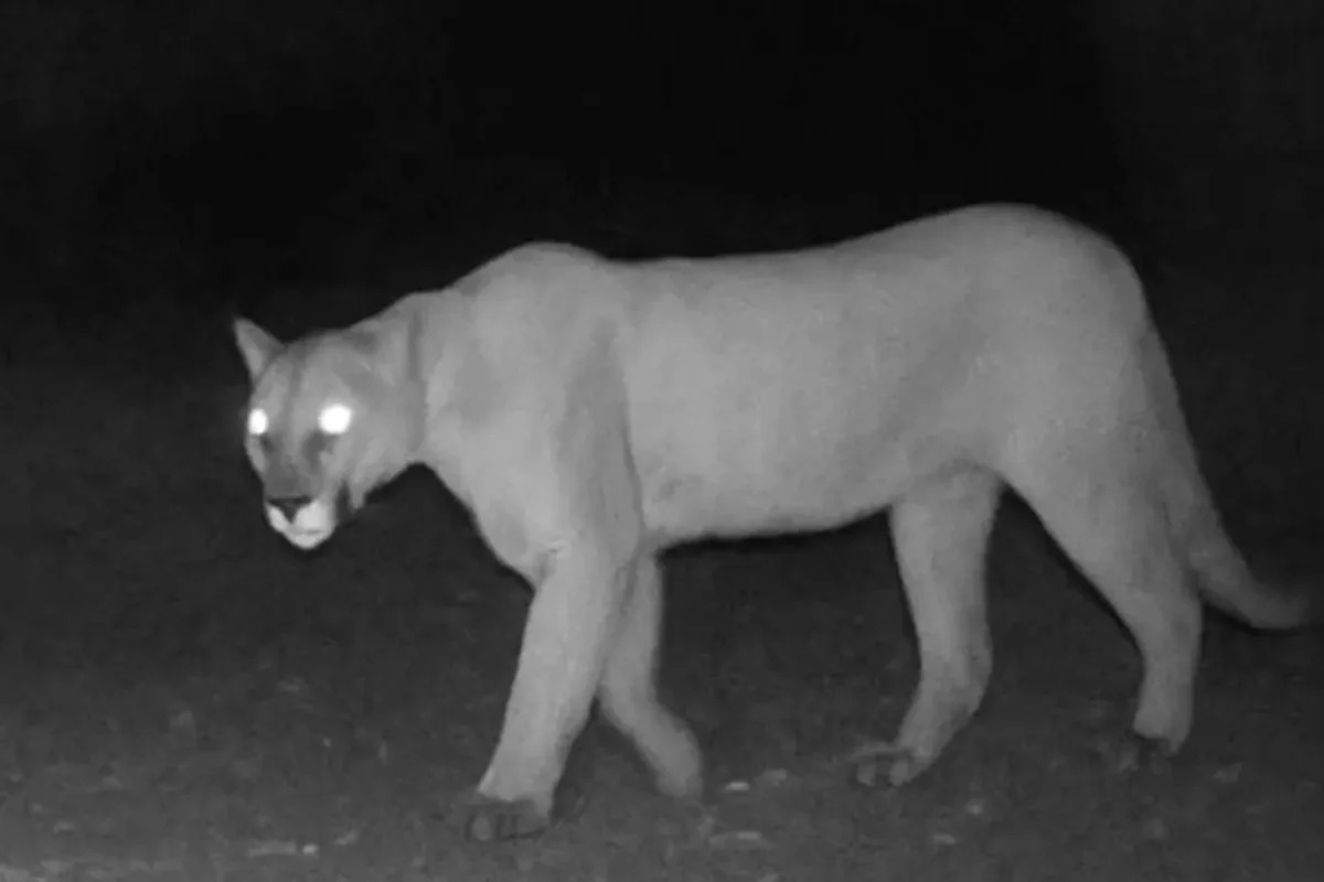 Tiny dog survives rattlesnakes, mountain lions while lost in SoCal wilderness