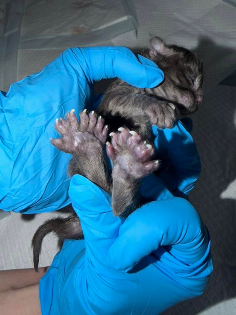 Wisconsin kitten breaks bizarre record by having 29 toes