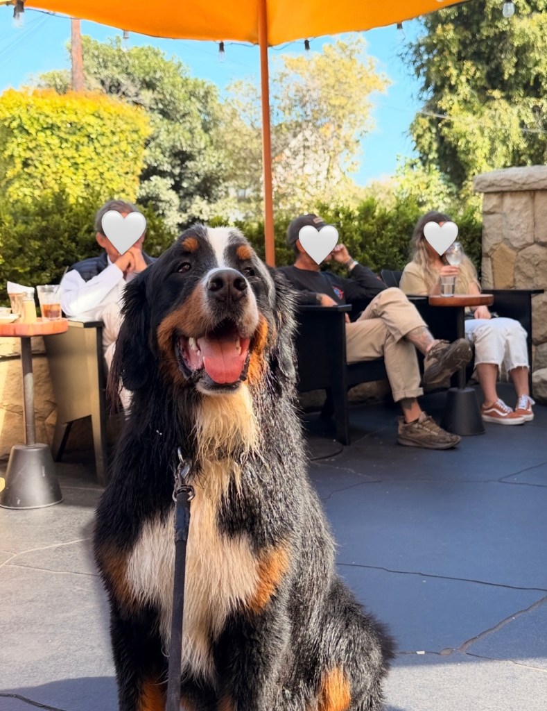 ‘Most friendly dog on the planet’ allegedly dies in care of dogsitter as owners demand answers