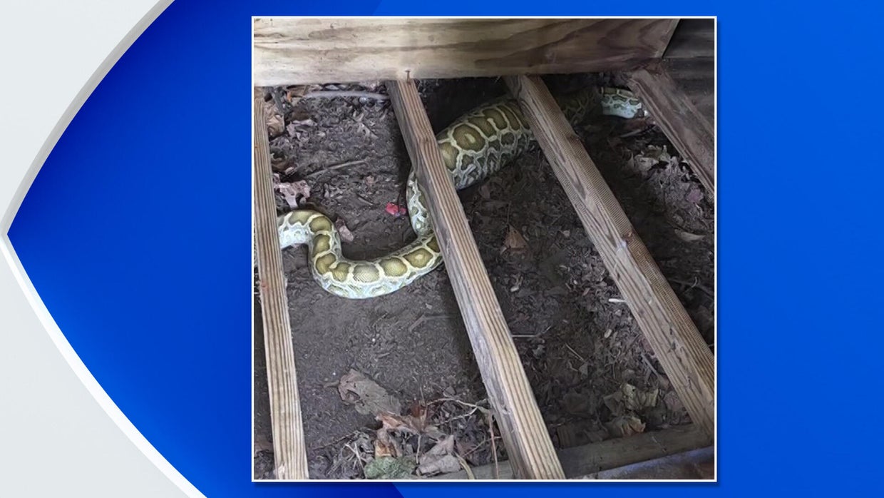 Massive python with swollen belly found under NJ family’s shed — with X-ray revealing its last meal