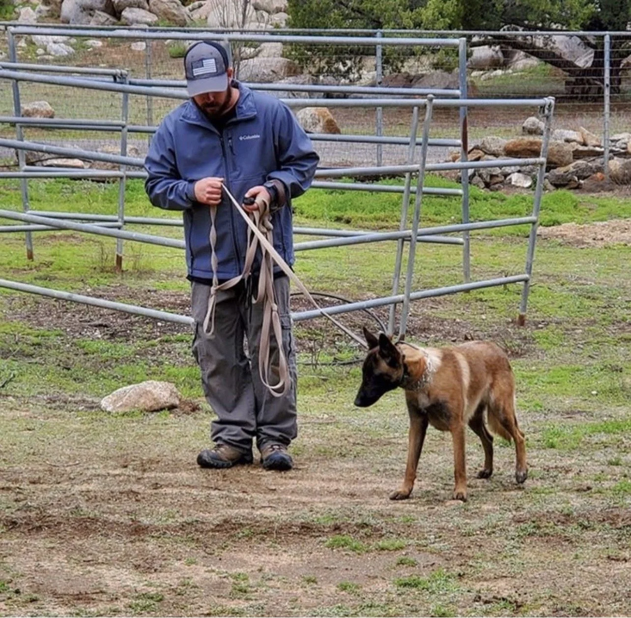 Dog trainers help pets avoid venomous snakes