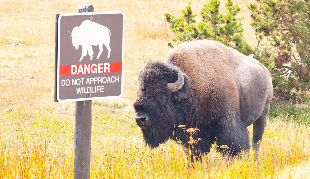 Mike MacLeod, photographer who filmed the bison attack
