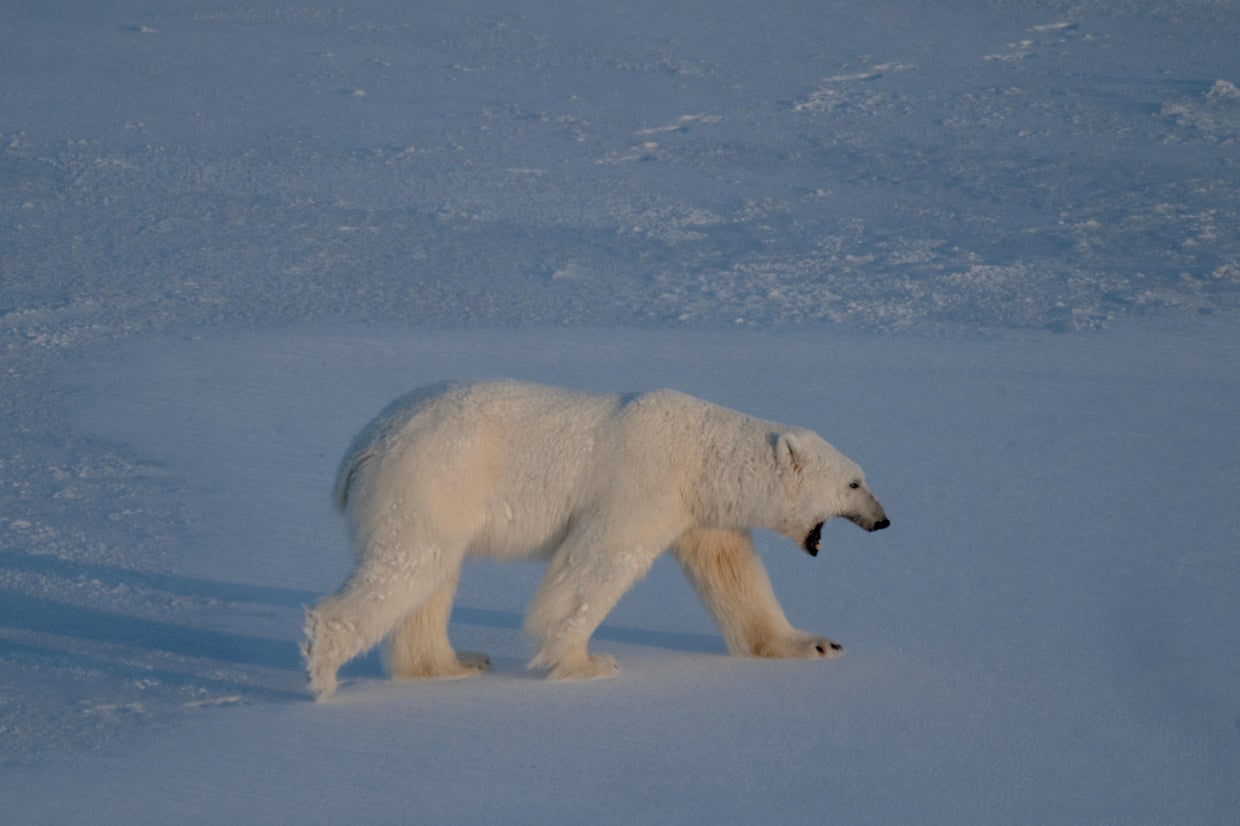 Boat operator fined over $5K for waking sleeping polar bear