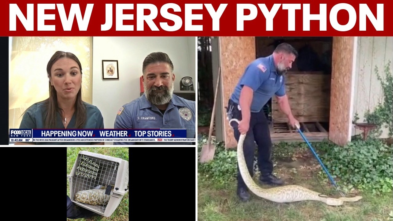 Massive python with swollen belly found under NJ family’s shed — with X-ray revealing its last meal