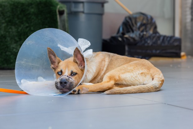 Two adorable puppies ditched in NY dumpster with mouths wired shut now up for adoption