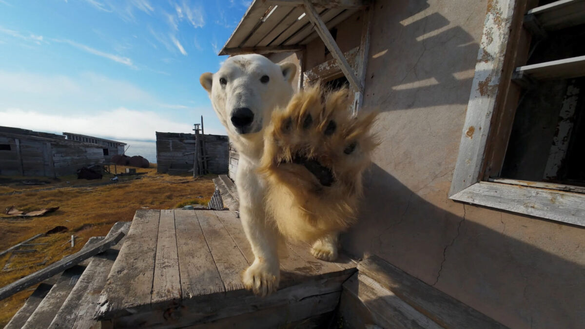 Boat operator fined over $5K for waking sleeping polar bear